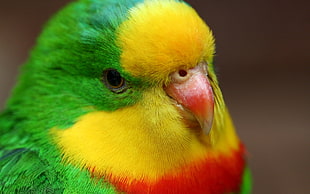 close-up photo of green and yellow bird